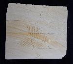 Zamites feneonis BRONGNIART - Bild &copy; FossNet FossilienStore